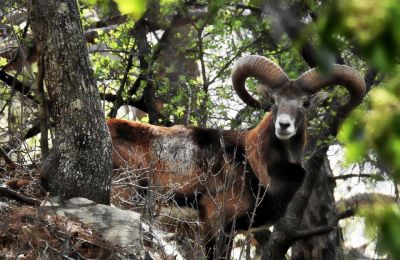 Brace yourself for the weakest weather systems known to science, followed by potential mountain sparks. Photo credit: visitsolea.com