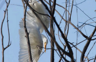 Trapped heron saved from eucalyptus tree in Nicosia’s Athalassa Park
