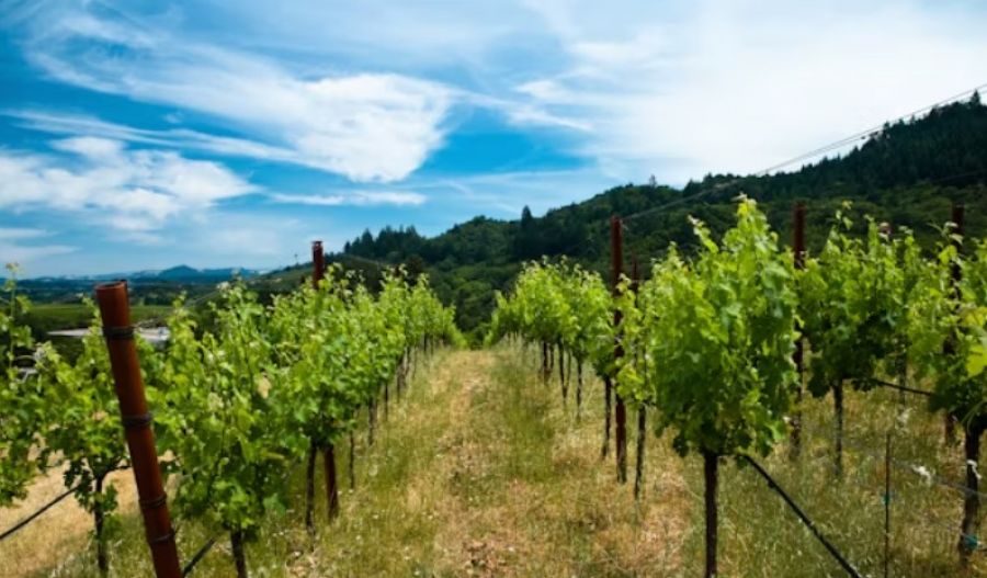 Funding supports vineyard improvements, including installation of modern trellis systems to enhance cultivation practices. Photo credit: Unsplash