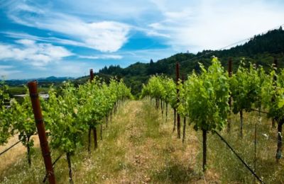 Funding supports vineyard improvements, including installation of modern trellis systems to enhance cultivation practices. Photo credit: Unsplash