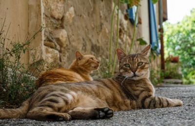 Authorities say searches yielded no evidence, stressing claims need documented proof. File photo Unsplash