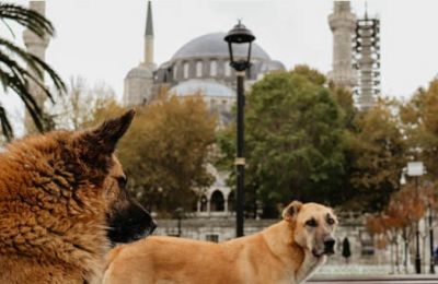 Authorities cite public health risks and environmental concerns as key reasons for the measure. Photo credit: Unsplash