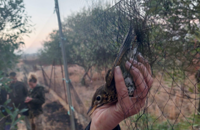 Photo courtesy CABS - Committee Against Bird Slaughter