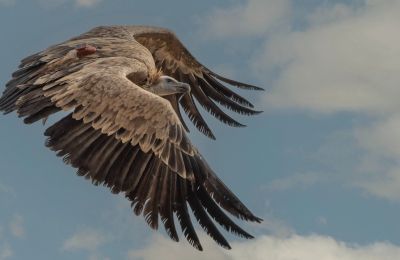 Spanish-born vulture strengthens efforts to rebuild Cyprus’ griffon vulture population. Photo credits: @cypruswildlife Facebook/Ertac Cuneyt, Tanfer Aktunç and Sadık Azimli
