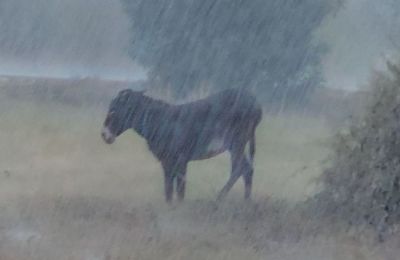 Soaked and forgotten: Viral video exposes Cyprus’ failing animal protections (Video)