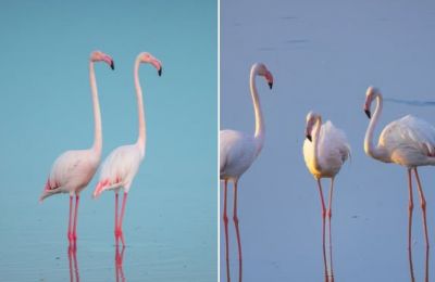 Cyprus’ wetlands host thousands of migratory flamingos each winter, with targeted projects underway to protect their habitats. Photo credit: @LarnakaTourism Facebook