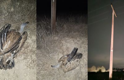 Conservationists urge swift action to prevent poisoning and electrocution. Photo credit: @cypruswildlife Facebook