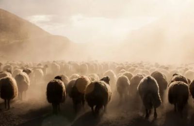 Veterinary authorities clarify risks of foot-and-mouth disease. File photo Unsplash