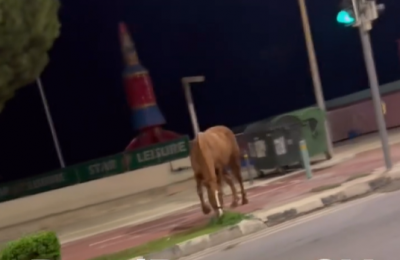 Owner was quickly notified and moved to safely recover the horse. Photo credit: @roadreportcy