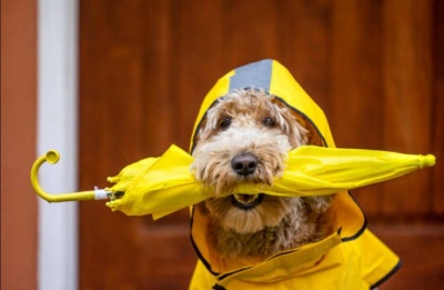 Expect rain and snow on the peaks for the big countdown. Photo credit: Unsplash