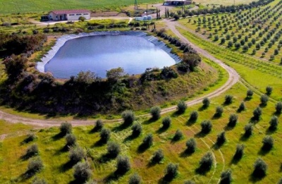 With extreme polyphenol levels and minimalist design, the oil is positioned closer to Grand Cru wine than a kitchen staple.