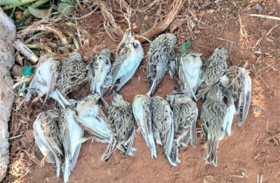 Wardens seized dozens of freshly killed birds and ammunition at the scene. File photo CABS - www.komitee.de
