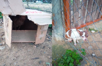 Two Chihuahuas abandoned in Nicosia park