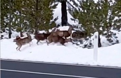  Animals filmed moving freely through snow-covered mountain terrain. Photo credit: @MyCyprus Facebook