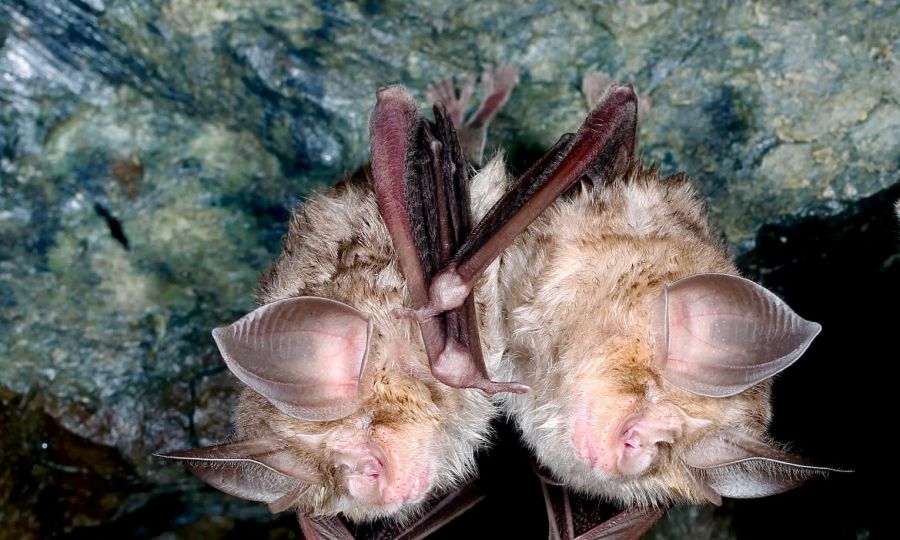 Rare bats spotted in Troodos, a win for Cyprus wildlife (images)