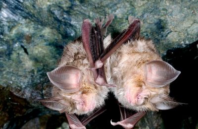 Photos: Forestry Department of Cyprus Facebook post