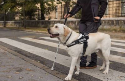 A new report urges comprehensive legislation, certification standards, and state support for guide dogs. File photo Unsplash