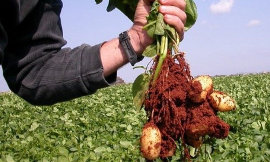 After a brutal 2025, potato growers press government for compensation and water