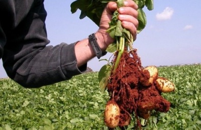 Producers warn that without state aid and water access, potato farming is at risk. Photo credit: freshplaza.com
