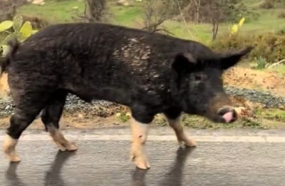 Video shows a farm pig confidently navigating wet tarmac as cars slow beside it. Photo credit: @sad.bonus TikTok