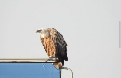 Disoriented vulture spotted near highway in Oroklini