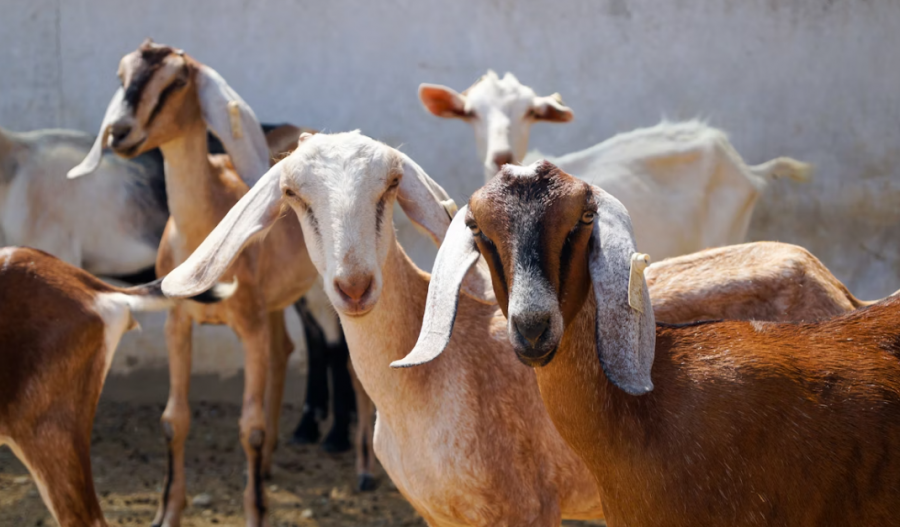 EU sends 500,000 vaccines to curb foot-and-mouth disease in occupied Cyprus