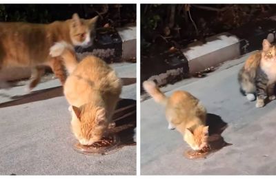 Mystery as cats vanish outside Nicosia supermarket