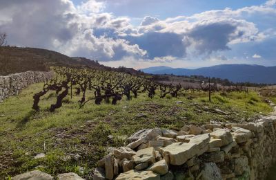 Photo of the Margelina vineyards at the Zambartas winery.  Courtesy Zambartas
