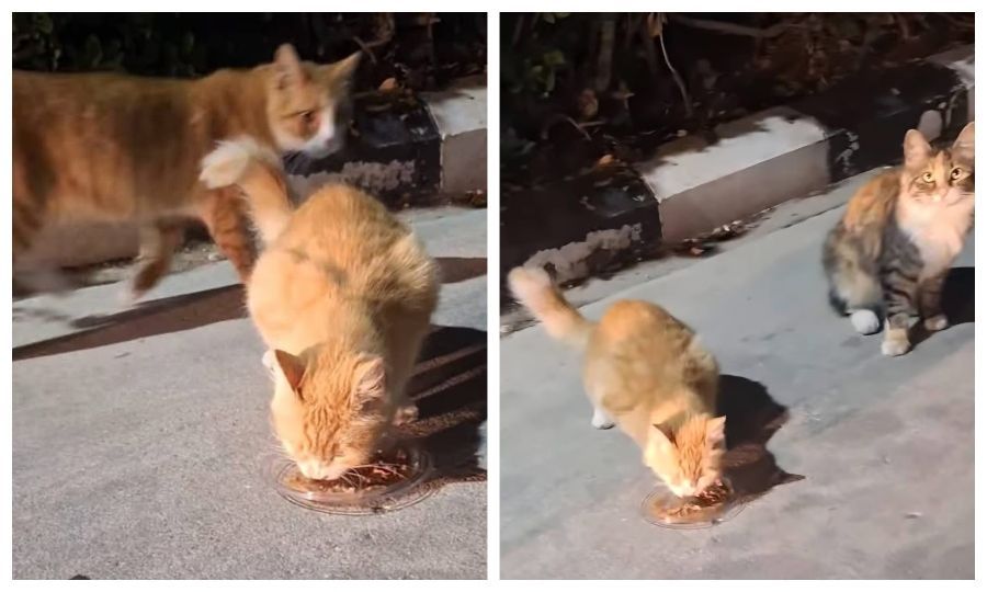 Nicosia cats disappearances raise fears of illegal export