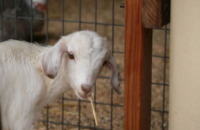 Foot-and-mouth disease confirmed in Larnaca farm, authorities take swift action