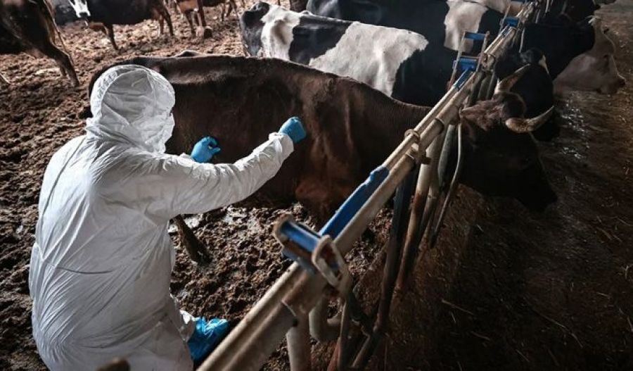 Virus was spreading for weeks before alarm raised in foot-and-mouth outbreak