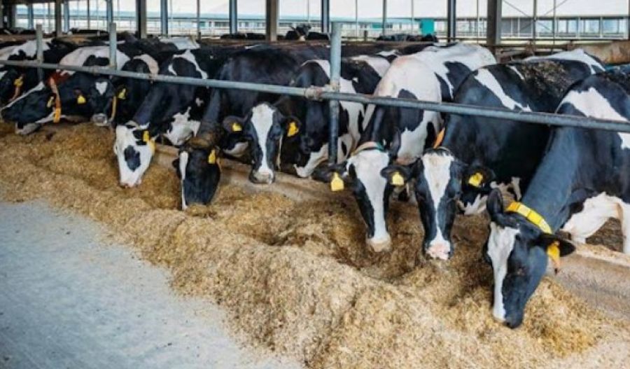 500,000 vaccines on the way as Cyprus battles spreading foot and mouth disease