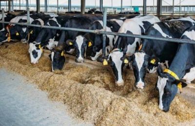 500,000 vaccines on the way as Cyprus battles spreading foot and mouth disease