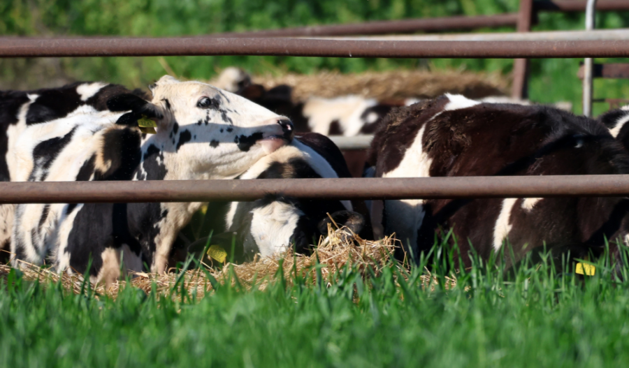 Larnaca on high alert as foot-and-mouth disease cases rise