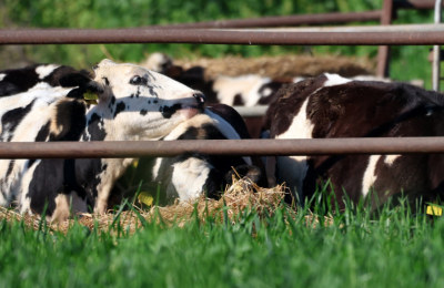 Larnaca on high alert as foot-and-mouth disease cases rise