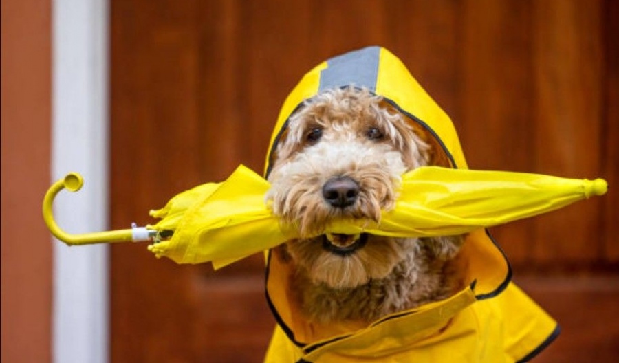 Troodos is expecting a fresh powder topping while we get the drip. Photo credit: Unsplash