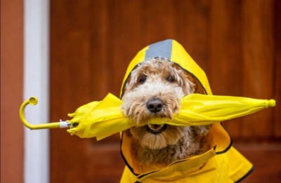 Troodos is expecting a fresh powder topping while we get the drip. Photo credit: Unsplash