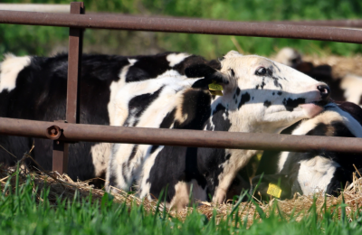 Culling of thousands of animals begins as Cyprus fights foot-and-mouth outbreak