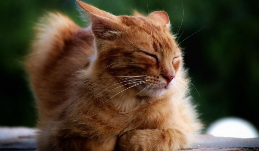 Winter is staging a surprise encore while spring is stuck in traffic. Photo credit: Pixabay