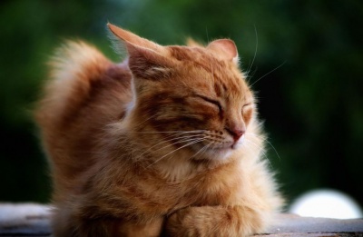 Winter is staging a surprise encore while spring is stuck in traffic. Photo credit: Pixabay