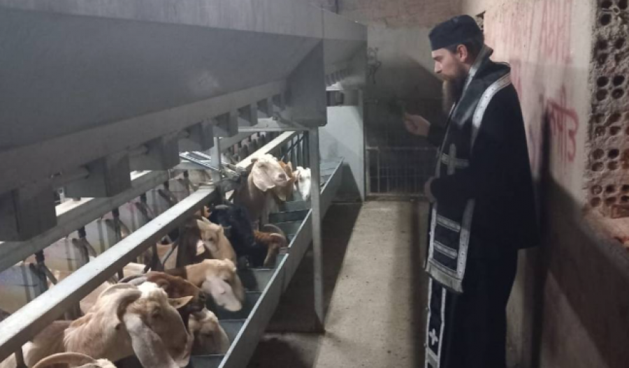 Photo of a priest blessing sheep in Aradippou, courtesy Holy Metropolitan Church of Saint Spyridonos Aradippou FB page.
