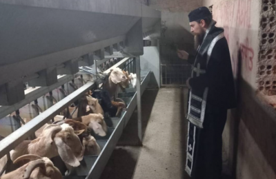 Photo of a priest blessing sheep in Aradippou, courtesy Holy Metropolitan Church of Saint Spyridonos Aradippou FB page.