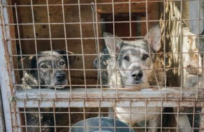 Authorities’ animal abuse unit assigned as questions mount over ''no-kill'' facility’s practices. Photo credit: Unsplash