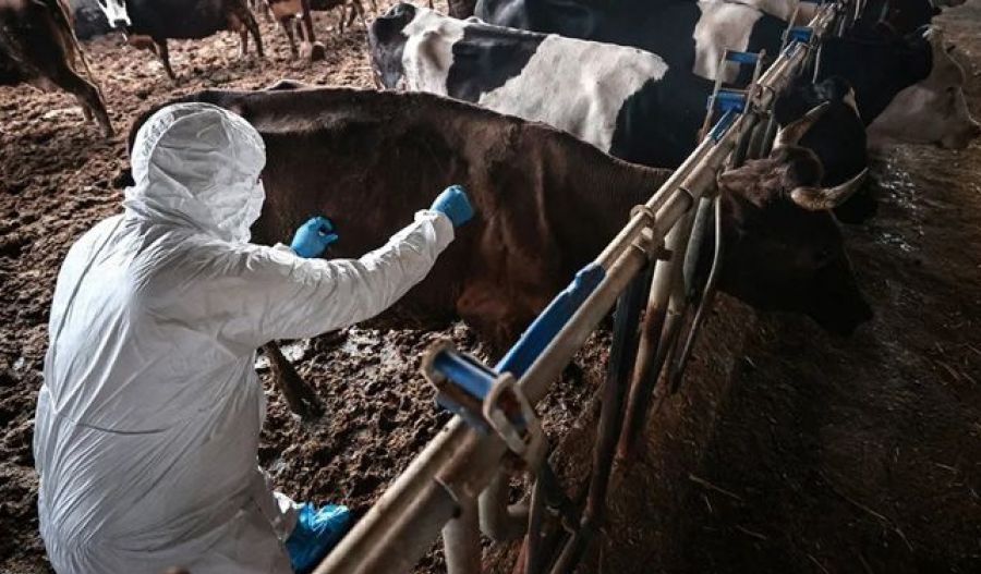 Mass vaccination campaign and compensation assessments underway during state of emergency.