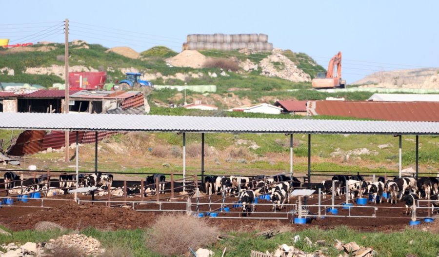 Foot-and-mouth outbreak grows as more farms hit and animal deaths pass 7,000