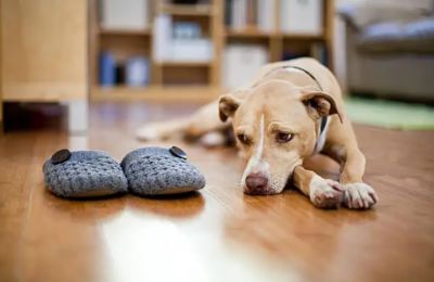Officials are reviewing whether some shelters could eventually allow pets while assistance dogs remain exempt. Photo credit: Unsplash