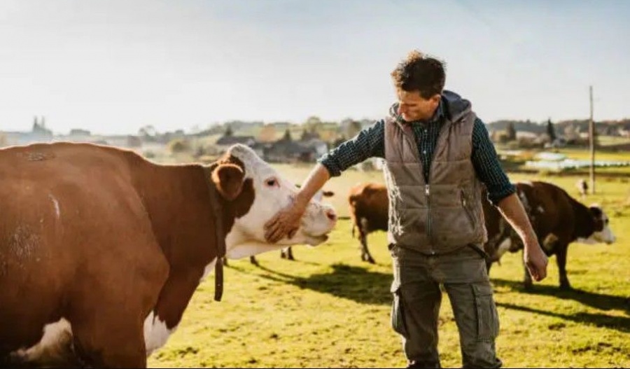 Culling operations disrupted and farmers warn of daily protests from Monday if their demands are ignored. Photo credit: Unsplash