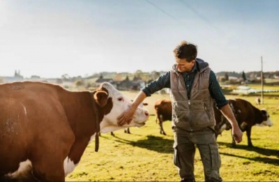 Culling operations disrupted and farmers warn of daily protests from Monday if their demands are ignored. Photo credit: Unsplash