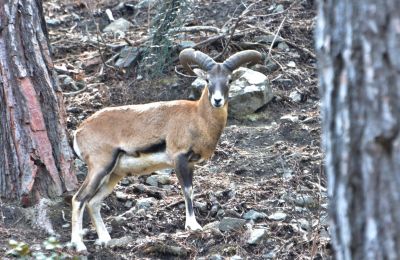 Measure aims to limit the potential spread of foot-and-mouth disease and safeguard wildlife in the Paphos forest area. Photo credit: @DepartmentOfForests Facebook