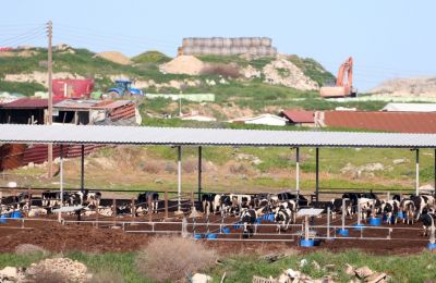 Foot-and-mouth battle intensifies, threatening farms and food prices